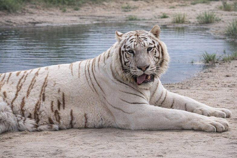 Imagem de um tigre branco