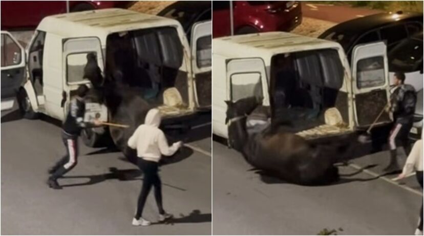 Agressão violenta a cavalo em Sintra reabre debate sobre criminalização de maus-tratos