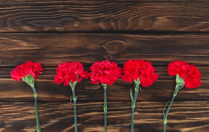 Celebração do 25 de Abril em Lisboa com cravos vermelhos.
