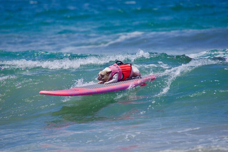 Já viu um cão em cima de uma prancha? O Surf Canino vai levar os patudos a surfar na Praia de Carcavelos