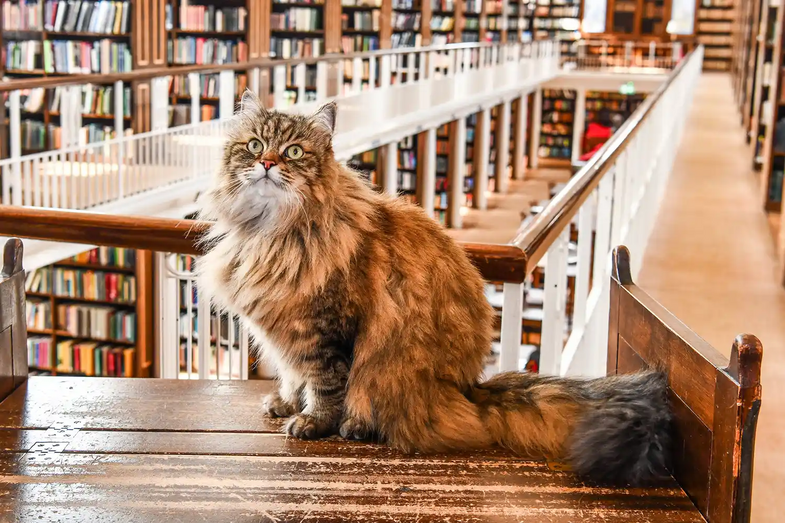 O companheiro de estudo mais fofo de sempre! Conheça o Issy, o gato que ajuda estudantes a lidar com o stress académico