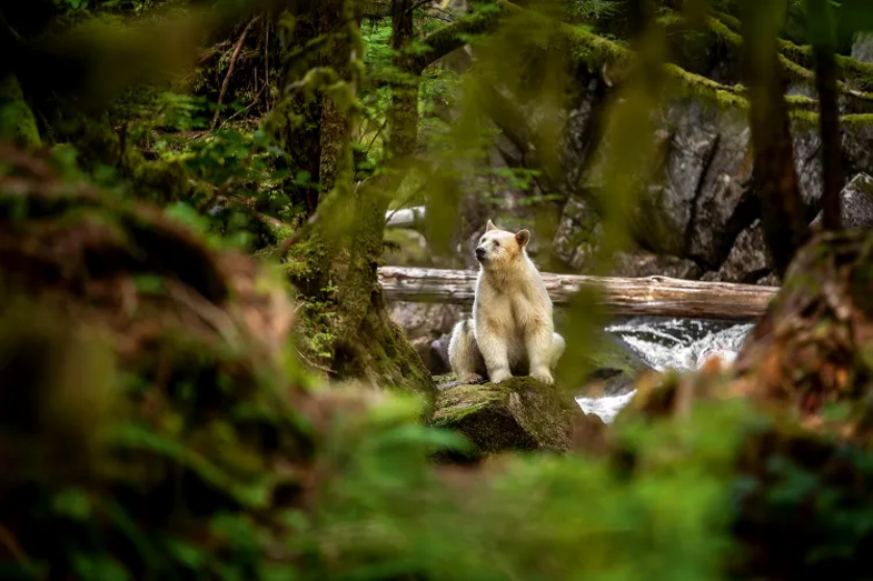 O urso Kermode, também chamado de "urso espírito", é protagonista de projeto fotográfico