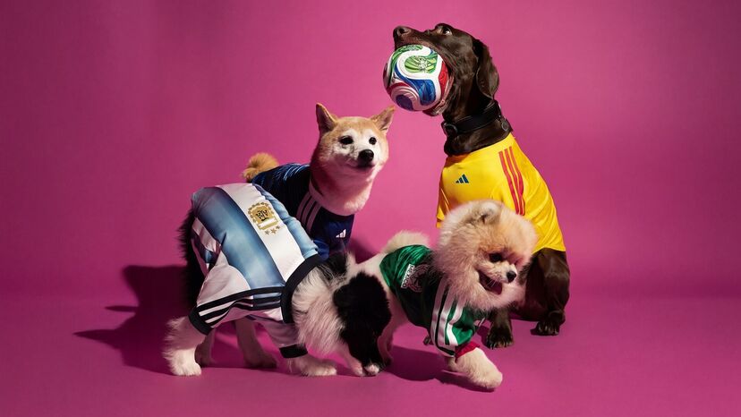 Neste Mundial, todos vão estar vestidos a rigor. Até os patudos aí em casa!