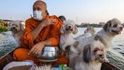 Uma verdadeira inspiração! Monge budista encanta o mundo ao viajar diariamente na companhia dos seus 12 cães