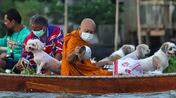 o monge budista Luang Por Chamnan parte para a tradicional recolha de esmolas ao longo do rio Chao Phraya acompanhado por um grupo de cães resgatados