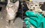Um verdadeiro milagre! Gatinho preso num balde de cola sobrevive e encontra uma família