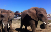 O fim de uma era! Julie, a última elefante de circo do país vai inaugurar o primeiro Santuário em Portugal