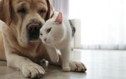 Os cães e gatos também fazem luto? Descubra como a perda de um companheiro pode impactar os outros animais da casa