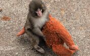 Punch, o pequeno macaco órfão que está a derreter corações ao não largar a sua "mãe-peluche"
