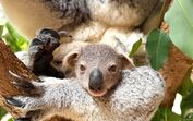 Koala e órix-de-cimitarra celebram 142 anos do Zoo de Lisboa