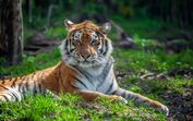 Tragédia na Alemanha. Tigre da "Rainha dos Tigres" foge e deixa homem gravemente ferido