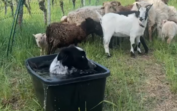 Este Border Collie invadiu o bebedouro das cabras. E a reação dos animais tornou-se viral