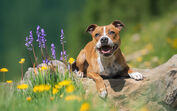+ info da área As temperaturas estão a subir! Onda de calor pode agravar alergias em cães e gatos, alertam veterinários