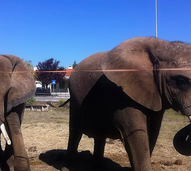 O fim de uma era! Julie, a última elefante de circo do país vai inaugurar o primeiro Santuário em Portugal