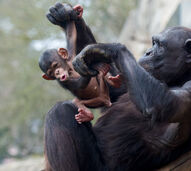 Já está a pensar no Dia da Mãe? Pode ajudar a escolher o nome da nova cria de chimpanzé do Jardim Zoológico de Lisboa