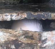 Baleia morta encontrada num buraco no Portinho da Arrábida. Ainda não conseguiu ser removida