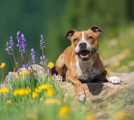 + info da área As temperaturas estão a subir! Onda de calor pode agravar alergias em cães e gatos, alertam veterinários