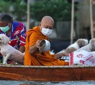 o monge budista Luang Por Chamnan parte para a tradicional recolha de esmolas ao longo do rio Chao Phraya acompanhado por um grupo de cães resgatados
