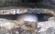 Baleia morta encontrada num buraco no Portinho da Arrábida. Ainda não conseguiu ser removida