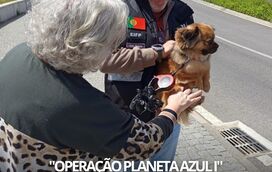 Estavam em risco e a PSP chegou a tempo: 31 animais resgatados em operação nacional