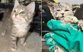 A incrível história do gatinho de seis semanas que sobreviveu após várias horas preso num balde de cola: contamos-lhe tudo