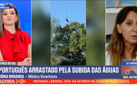 A análise impressionante da especialista Sónia Miranda ao ataque de crocodilo a empresário português na África do Sul