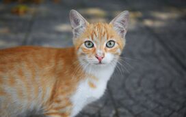 Com Atenas sob mais de 40°C, voluntários salvam centenas de gatos de rua do calor extremo