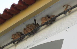 Destruir ninhos em casa pode dar multa! Saiba o que diz a lei e como proteger a sua família