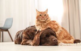 Alimentação, mantas e muito amor: a grande onda de solidariedade animal que vai invadir a Tapada das Mercês