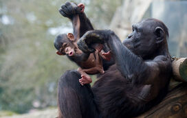Está decidido o nome da bebé chimpanzé do Jardim Zoológico de Lisboa. E há um significo por detrás da escolha