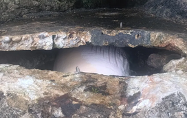 Mais um acontecimento inesperado: encontrada baleia morta no Portinho da Arrábida. Toda a história