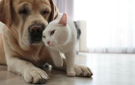 Depressão de setembro? O seu cão ou gato também pode sofrer... e este é o segredo para os 'salvar'