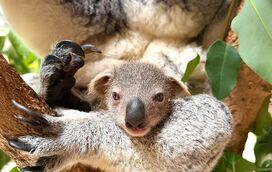 Há festa no Zoo de Lsboa! Jardim Zoológico celebra 142 anos e com novidades!