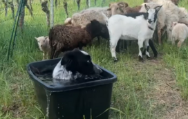 O vídeo que está a conquistar a internet: Border Collie invade o bebedouro das cabras e a reação dos animais tornou-se viral!