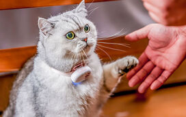 Será este o maior sonho de qualquer tutor de animais? Esta coleira promete traduzir miados e latidos dos nossos pets