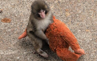 Punch, o pequeno macaco órfão que está a derreter corações ao não largar a sua "mãe-peluche"