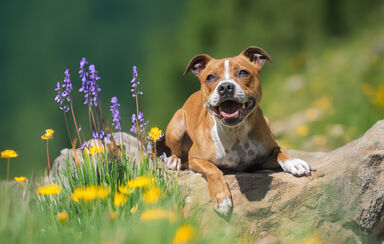 + info da área As temperaturas estão a subir! Onda de calor pode agravar alergias em cães e gatos, alertam veterinários