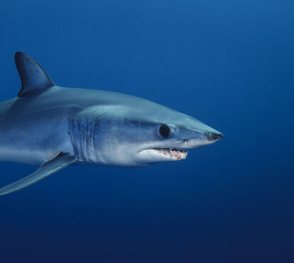 Imagens que estão a chocar o País. Caso do tubarão espancado até à morte em Rabo de Peixe, nos Açores, entregue ao Ministério Público