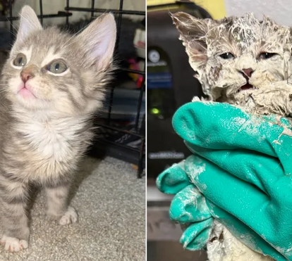A incrível história do gatinho de seis semanas que sobreviveu após várias horas preso num balde de cola: contamos-lhe tudo