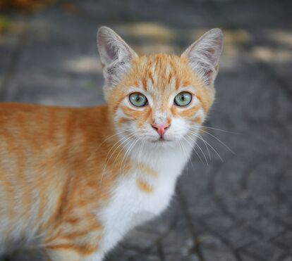 Com Atenas sob mais de 40°C, voluntários salvam centenas de gatos de rua do calor extremo