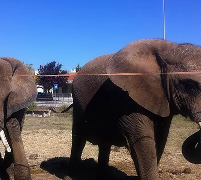 Onde vai parar a elefante de Victor Hugo Cardinali? O novo 'luxo' de Julie num santuário secreto no Alentejo