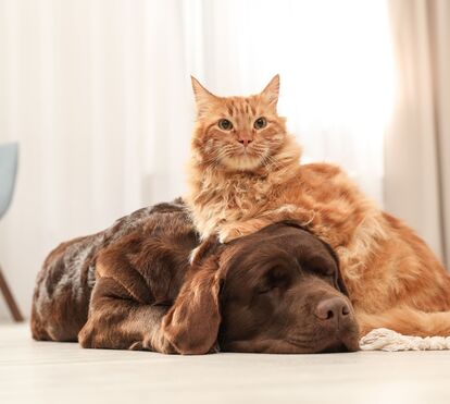 Dorme com a cabeça pendurada? Descubra o que o seu cão está realmente a sentir enquanto descansa