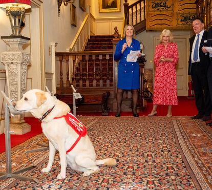 A rainha Camilla e o 'milagre' em Clarence House: cães que detetam cancro mostram o seu poder à monarca de Inglaterra