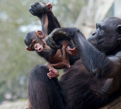 Está decidido o nome da bebé chimpanzé do Jardim Zoológico de Lisboa. E há um significo por detrás da escolha