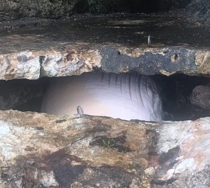 Mais um acontecimento inesperado: encontrada baleia morta no Portinho da Arrábida. Toda a história