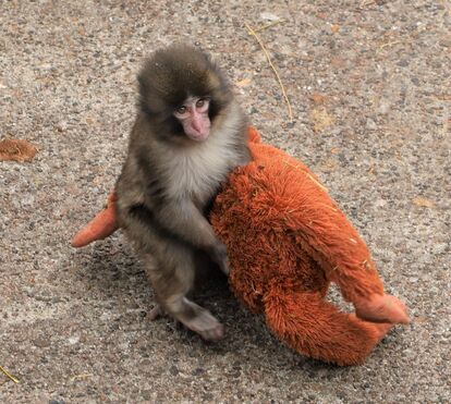 Do drama ao milagre! O pequeno macaco Punch cresceu, já não precisa do peluche e é a maior atração do mundo