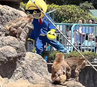 Lembra-se do Punch, o macaco que se tornou viral? Influencer é preso depois de invadir o recinto onde está o animal