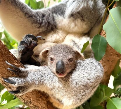 Há festa no Zoo de Lsboa! Jardim Zoológico celebra 142 anos e com novidades!