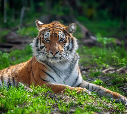 Tragédia na Alemanha! Tigre da 'Rainha dos Tigres' ataca homem de 73 anos e é abatido 