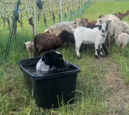 O vídeo que está a conquistar a internet: Border Collie invade o bebedouro das cabras e a reação dos animais tornou-se viral!
